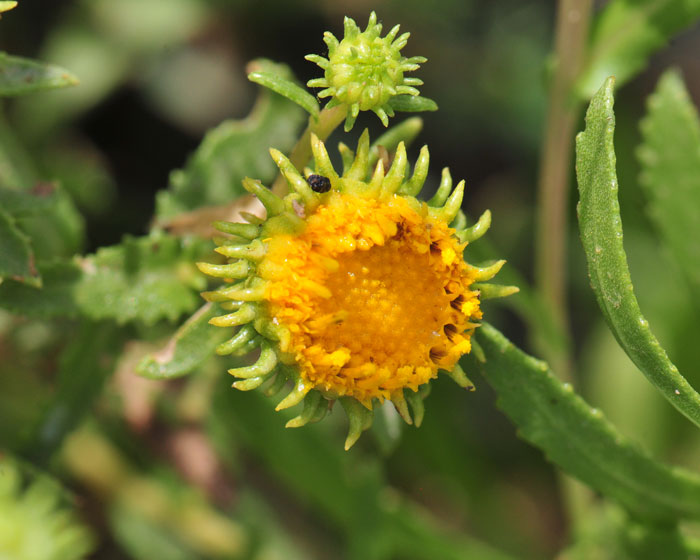 Curlycup Gumweed has characteristic bracts surrounding the flowering heads with tips of the bracts spreading outward as shown in the photo. Grindelia squarrosa